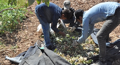 TİGEM'de 3 bin kişi ile fıstık hasadı