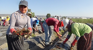 Urfalı mevsimlik işçiler 70 milyon çilek fidesini  toprakla buluşuyor