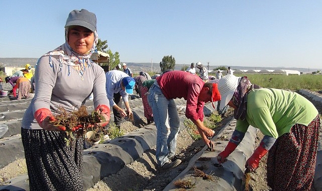 Urfalı mevsimlik işçiler 70 milyon çilek fidesini  toprakla buluşuyor
