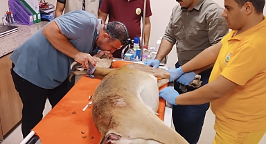 Yaban keçisi av tüfeğiyle vuruldu