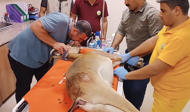 Yaban keçisi av tüfeğiyle vuruldu