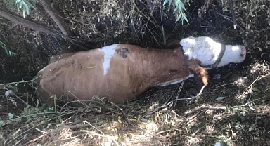 Bataklığa düşen ineği AFAD ekipleri kurtardı