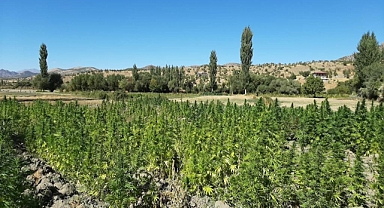 Eren-Abluka operasyonunda 52 bin kök kenevir ele geçirildi