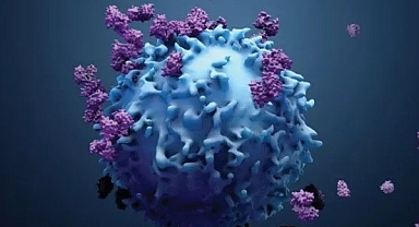 Güçlü bir bağışıklık sistemi, kanseri durdurabilir