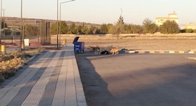 Keçi başı boş köpekler tarafından saldırıya uğradı