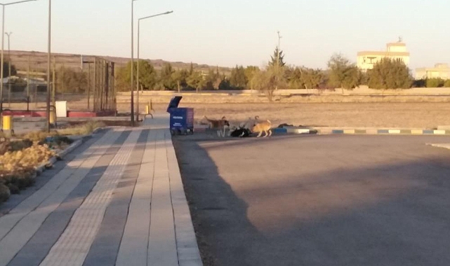 Keçi başı boş köpekler tarafından saldırıya uğradı