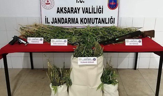 Mısır tarlasında yetiştirdikleri kenevirle esrar ürettiler