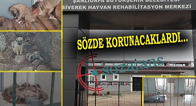 Modern hayvan barınağında hayvanlar ölüyor