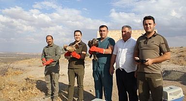Şanlıurfa'da yaralı kuşlar doğaya salındı