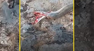 Şanlıurfa'da yılan ölüsüyle bile korkuttu!