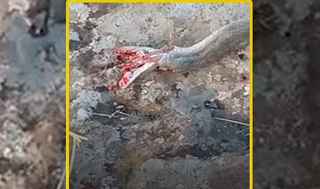 Şanlıurfa'da yılan ölüsüyle bile korkuttu!