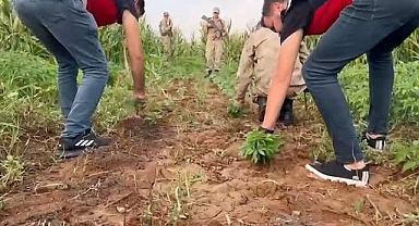 Şanlıurfa mısır tarlasında kenevir ele geçirildi! 1 gözaltı