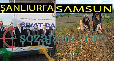 Urfa'da çiftçiler sinek avlıyor, Samsun'da çiftçiler keyif yapıyor!