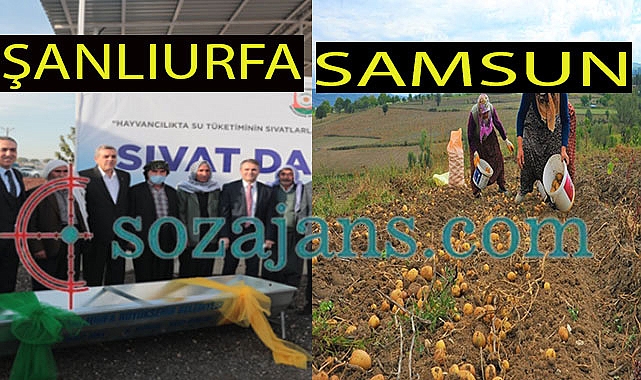 Urfa'da çiftçiler sinek avlıyor, Samsun'da çiftçiler keyif yapıyor!