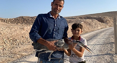 Urfa'da dikenli tele takılan balıkçıl kuş kurtarıldı