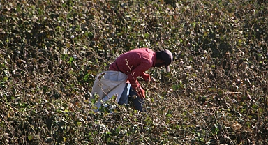 Urfa'da pamuk hasadı devam ediyor
