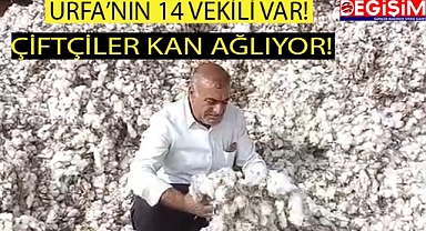 Urfalı çiftçinin yürek yakan konuşması!