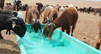 Halep keçisi sayısı her geçen gün artıyor