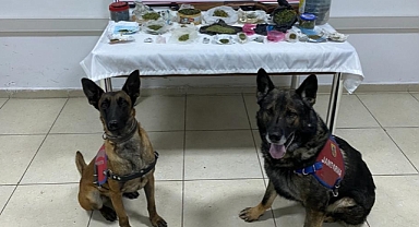 Jandarmadan 4 adrese uyuşturucu operasyonu