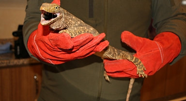 Şanlıurfa'da bulunan çöl varanı tedaviye alındı