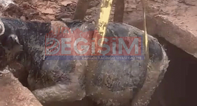 Şanlıurfa'da çiftlikten kaçan inek çukura düştü!