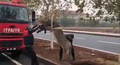 Şanlıurfa'da çukura düşen eşek kurtarıldı