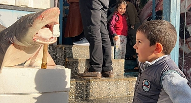 Şanlıurfa'da köpekbalığı şaşkınlığı