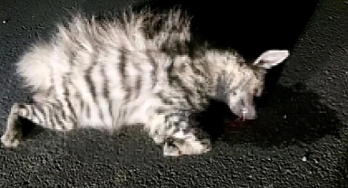 Şanlıurfa’da otomobilin çarptığı çizgili sırtlan telef oldu