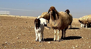Şanlıurfa'da süt kuzuları anneleriyle buluştu
