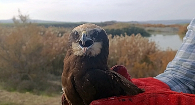 Şanlıurfa'da yaralı saz delicesi tedavi edildi