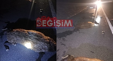 Siverek'te otomobil koyun sürüsüne daldı