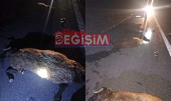 Siverek'te otomobil koyun sürüsüne daldı