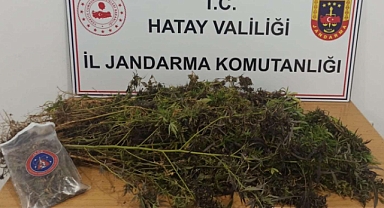 477 kök skunk, 313 gram kubar esrar ele geçirildi