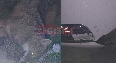 Anayola çıkan kurt kazaya davetiye çıkardı!