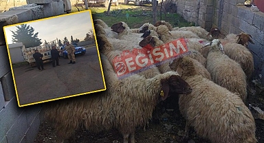 Çalınan hayvanlar sahibine teslim edildi