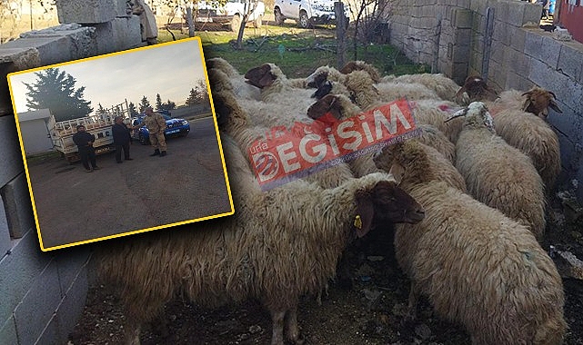 Çalınan hayvanlar sahibine teslim edildi