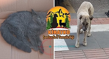 KİHAYKO: Bizi bilgilendirmeyerek neyi planlıyorlar?