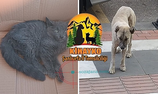 KİHAYKO: Bizi bilgilendirmeyerek neyi planlıyorlar?