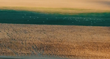 Nesli tükenmekte olan Toy kuşu dron ile görüntülendi