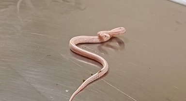 Şanlıurfa'ya kaçak yollarla Mısır yılanı getirildi!