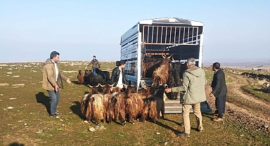 Siverek’te çalınan hayvanlar Diyarbakır’da bulundu
