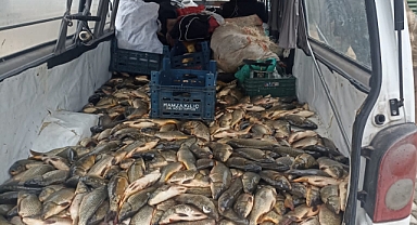Suruç'ta kaçak avlanan yarım ton balık ele geçirildi!