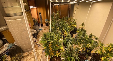 Uyuşturucu yetiştiren 2 şüpheli yakalandı