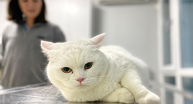 1 milyon 429 bin 370 evcil hayvan kayıt altına alındı