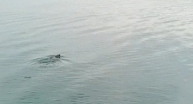 Atatürk Barajı'nda su samuru görüldü