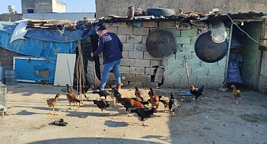 Güvercinlerini satarak aldığı tavuklarla yumurta üretimine başladı