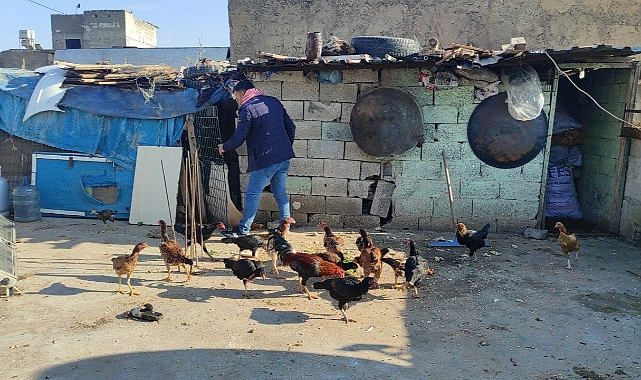 Güvercinlerini satarak aldığı tavuklarla yumurta üretimine başladı