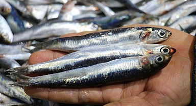 Kılçıklarıyla birlikte tüketilen hamsi ve istavrit şifa deposu