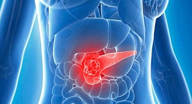 “Pankreas, vücudun şeker seviyesini düzenler “