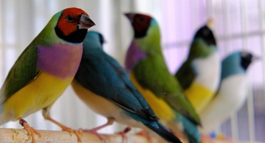 Rengarenk egzotik kuşlar Şanlıurfa'da da yetiştiriliyor